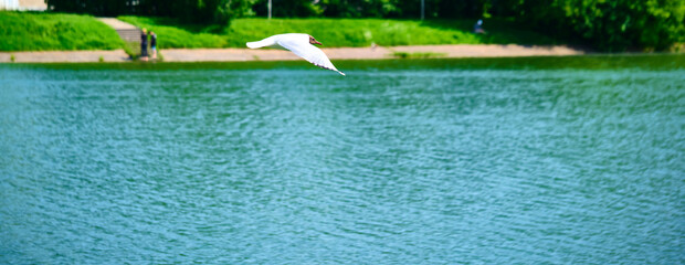 White seagull flies over water color nature