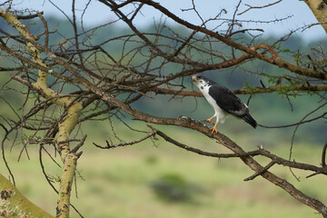 Augur buzzard Couple Buteo augurarge African bird of prey with catch eastern green mamba Dendroaspis angusticeps highly venomous snake 