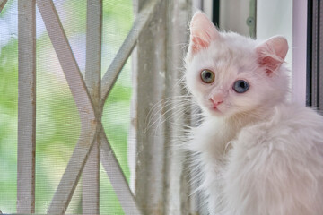 white kitten sits by the window color nature