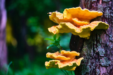 Bright orange shelf fungus growing on tree bark. Forest detail, nature texture.