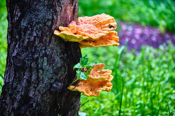 beautiful chaga mushrooms grow on the trunk of a tree - obrazy, fototapety, plakaty