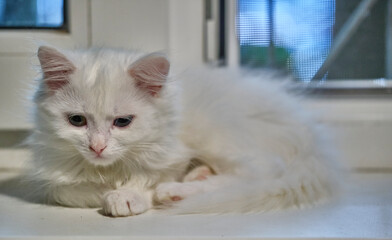 Fototapeta premium white kitten lies by the window coolor nature