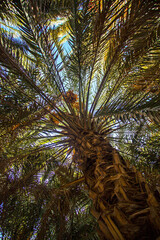 Fototapeta na wymiar Dates trees in a garden in Medina, Saudi Arabia.