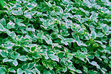 plant with very beautiful green leaves color