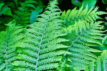 Variety of green ferns general plan color
