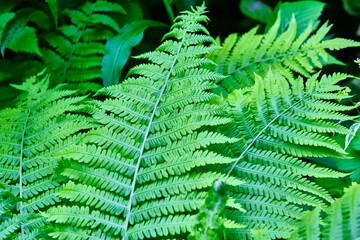 Variety of green ferns general plan color