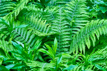 Variety of green ferns general plan color