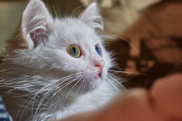 White kitten with different eye portrait low light color