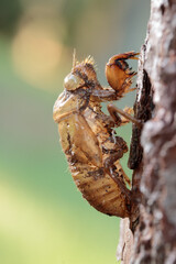 close up of cicada shell on tree