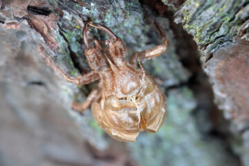 close up of cicada shell on tree