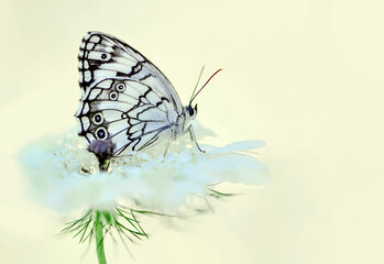 Closeup beautiful butterfly sitting on the flower in a summer garden

