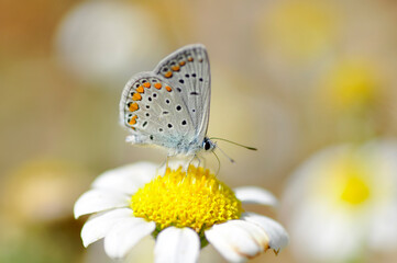 Closeup beautiful butterfly sitting on the flower in a summer garden

