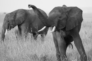 Elephant Big Huge Tusker Amboseli - Big Five Safari -Baby African bush elephant Loxodonta africana...