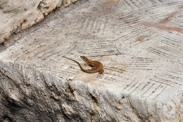 Closeup  Beautiful lizard in the garden