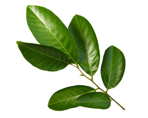 Rambutan leaves isolated on white background