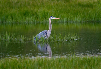 Great Blue Heron 