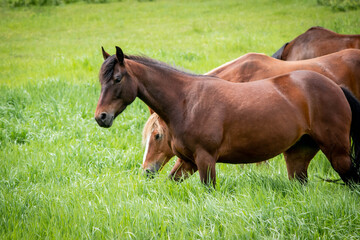 horses in pasture in knee deep grass
