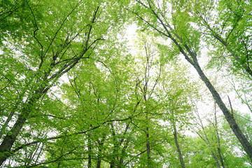 low angle view of spring green tree in forest