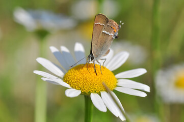 Closeup beautiful butterfly sitting on the flower in a summer garden

