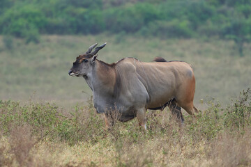 Naklejka na ściany i meble Common eland Taurotragus oryx also known as southern eland or eland antelope in savannah and plains East Africa
