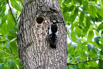 spotted woodpecker Dendrocopos major                               sits on a tree trunk with a hollow, the female feeds the chicks in early summer