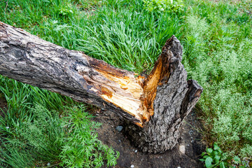 a tree broken in half, the effects of a summer hurricane, damage, strong wind, a place for breaking

