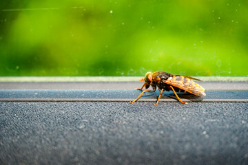 hornet macro on a green background, Vespa
