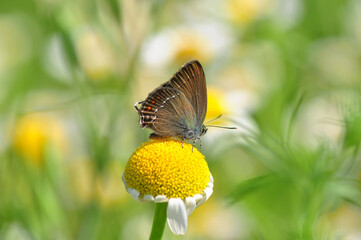 Closeup beautiful butterfly sitting on the flower in a summer garden

