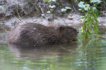 European Beaver Eurasian Castor Fiber Portrait River