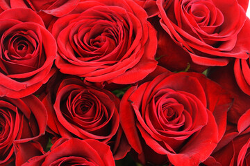 fresh red roses in a bouquet as background