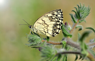 Closeup beautiful butterfly sitting on the flower in a summer garden

