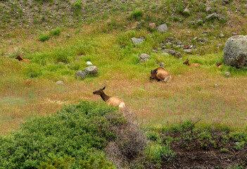 Springtime Elk with young calves