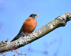 close up on American robin on the tree branch