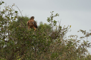  Tawny eagle Aquila rapax bird of prey
