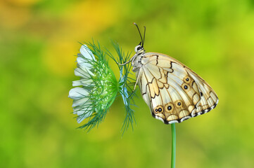 Closeup beautiful butterfly sitting on the flower in a summer garden

