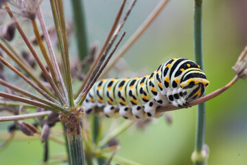 Papilio machaon Old World swallowtail butterfly Papilionidae yellow Caterpillar Portrait Macro