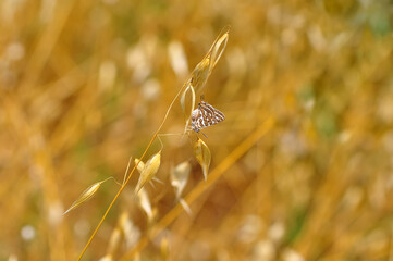Closeup beautiful butterfly sitting on the flower in a summer garden

