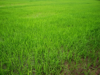 Green young rice in rice fields Rice is growing on a rice farm. Selective focus