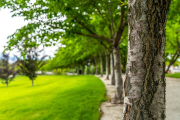 Trees with rough white barks lining a paved road and vibrant green lawn
