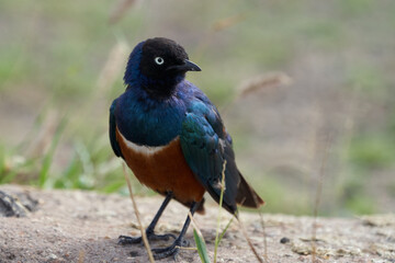 Superb starling Lamprotornis superbus formerly known as Spreo superbus Kenya Tanzania
