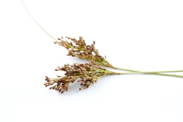 Scirpus white background © Ignisdev Ltd