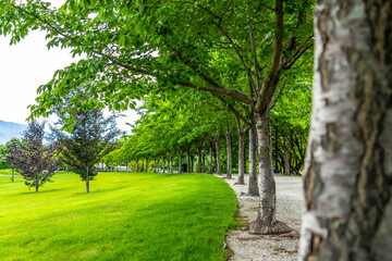 Trees with white barks and vibrant green leaves lining a road and vast lawn