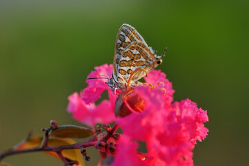 Closeup beautiful butterfly sitting on the flower in a summer garden

