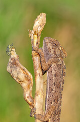 Macro shots, Beautiful nature scene green chameleon 