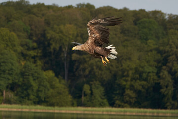 White tailed Eagle Catching eel Raptor Lake Hunting