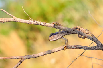 Macro shots, Beautiful nature scene green chameleon 