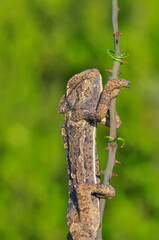 Macro shots, Beautiful nature scene green chameleon 