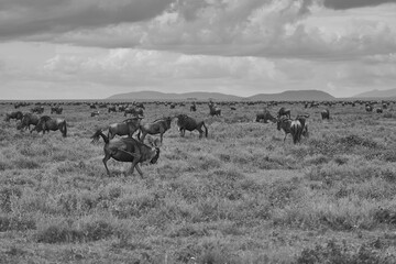 Great Migration Serengeti Gnu Wildebeest Zebra Connochaetes taurinus