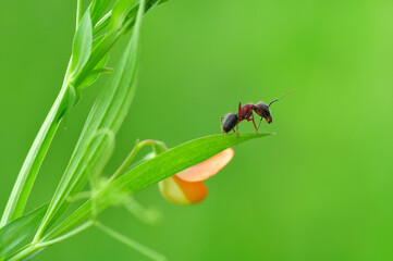 Beautiful Strong jaws of red ant close-up