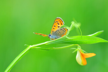 Closeup beautiful butterfly sitting on the flower in a summer garden

